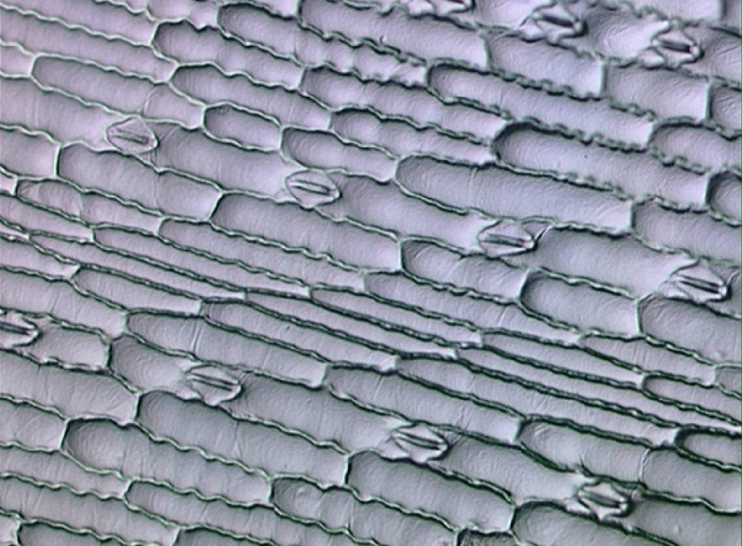 Finding a lingua franca for biological mechanism and modeling​